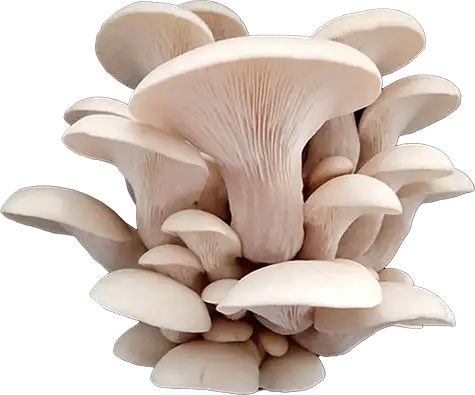 champignon 2