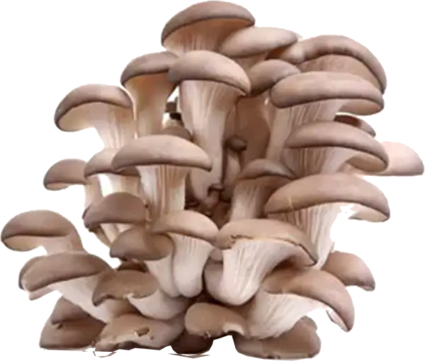 champignon 2