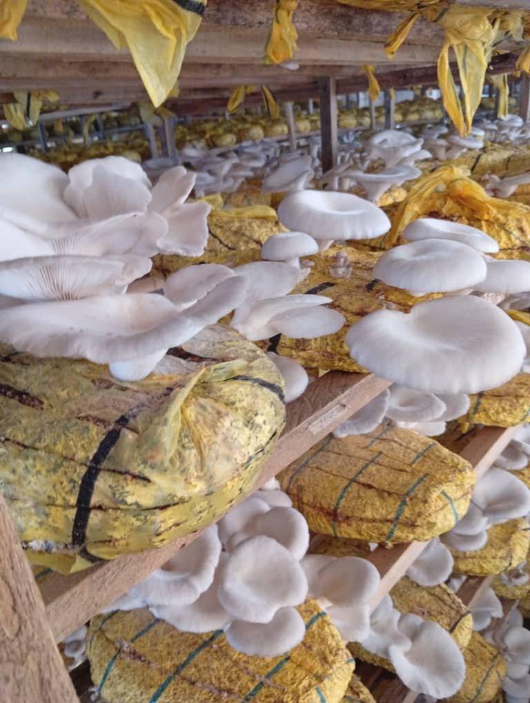 2tagères de champignons Global Agrie