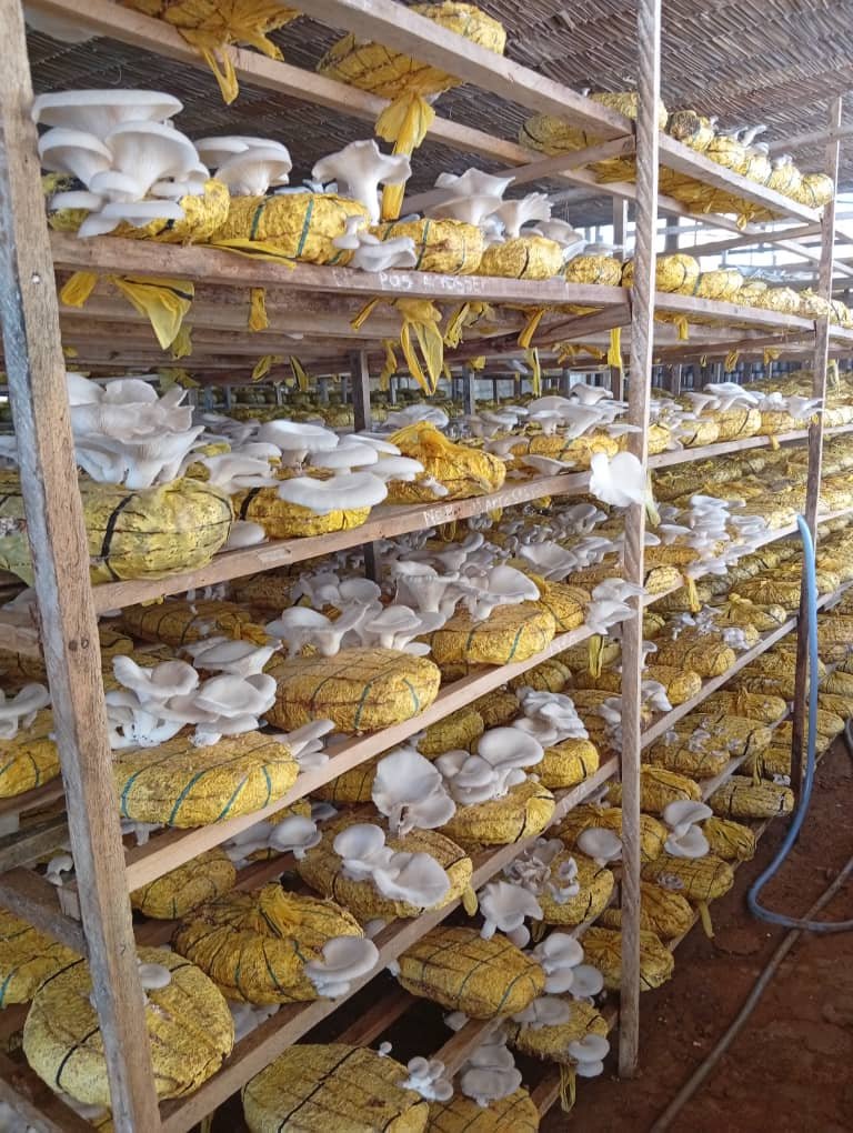 Champignos Global Agrie